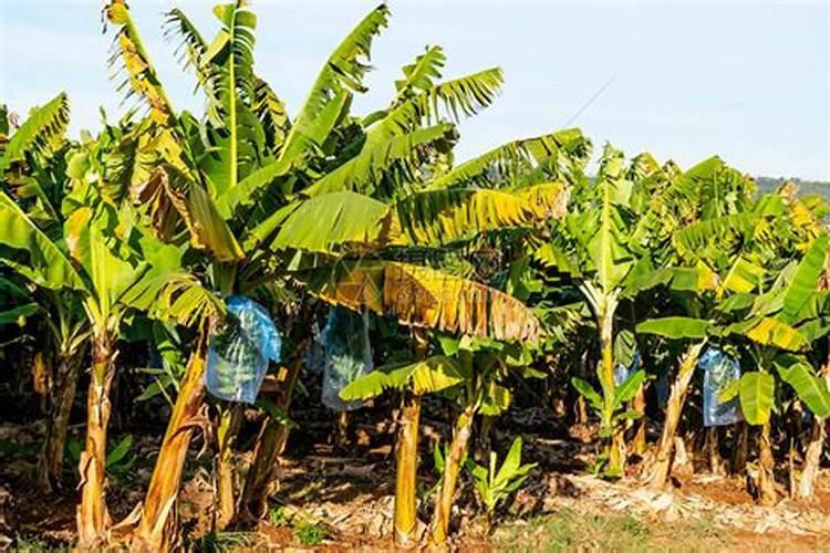 香蕉用什么叶面肥？香蕉什么时候打叶面肥？香蕉促花保果膨大防晒用金泰靓...