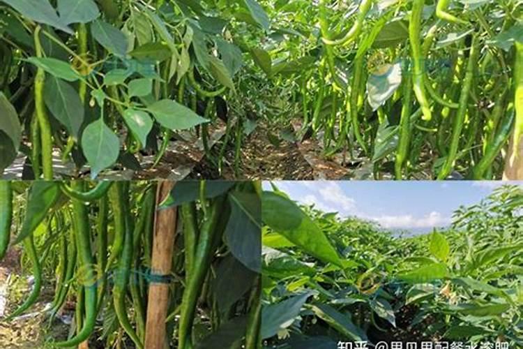 种茄子和辣椒茄子可以用硅肥吗