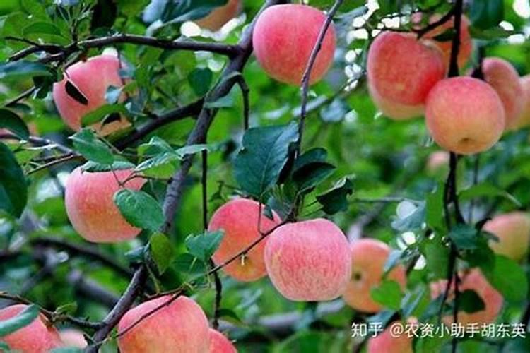 苹果树补钙的叶面肥有哪些苹果树叶面肥一年喷几次都喷什么肥