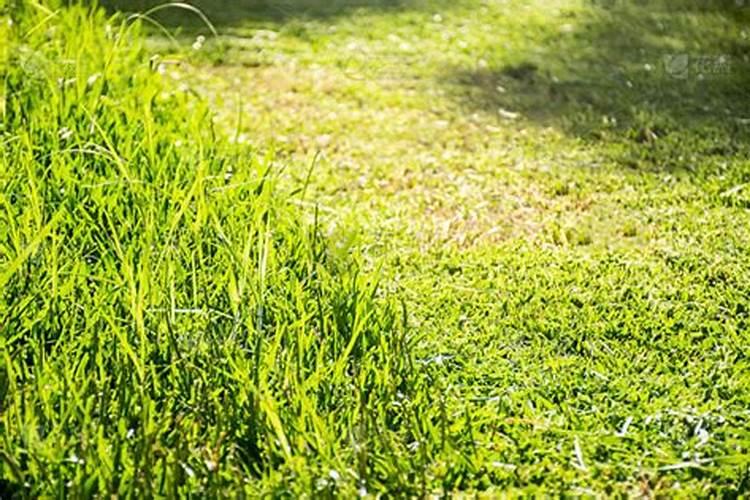 草坪上的草割下来晒干后清理掉可以吗