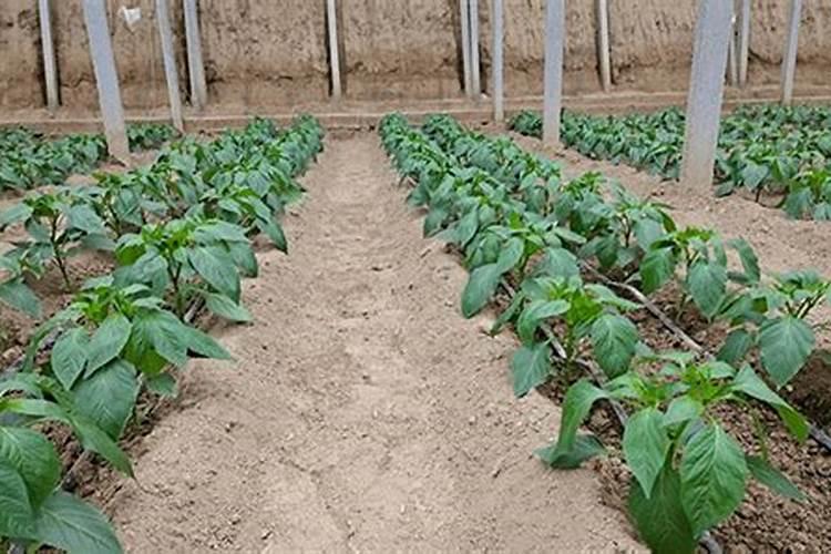 朝天辣椒大田种植进入盛果期如何水肥管理？