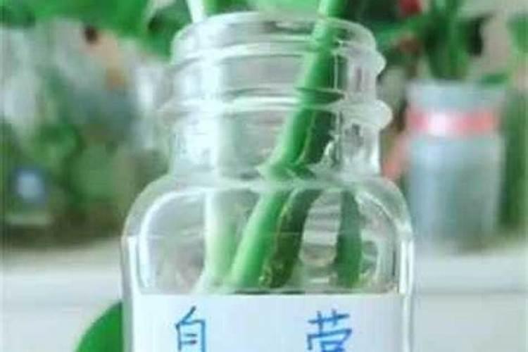 绿萝营养液是应该如何兑水使用的？