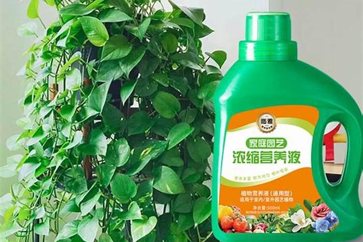 绿萝的营养液怎么用绿萝的营养液如何使用