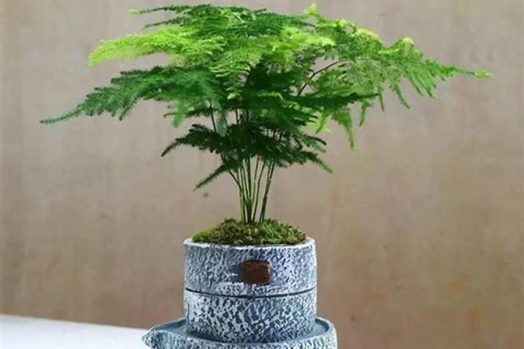文竹需要用什么肥料,是酸性的还是碱性的？