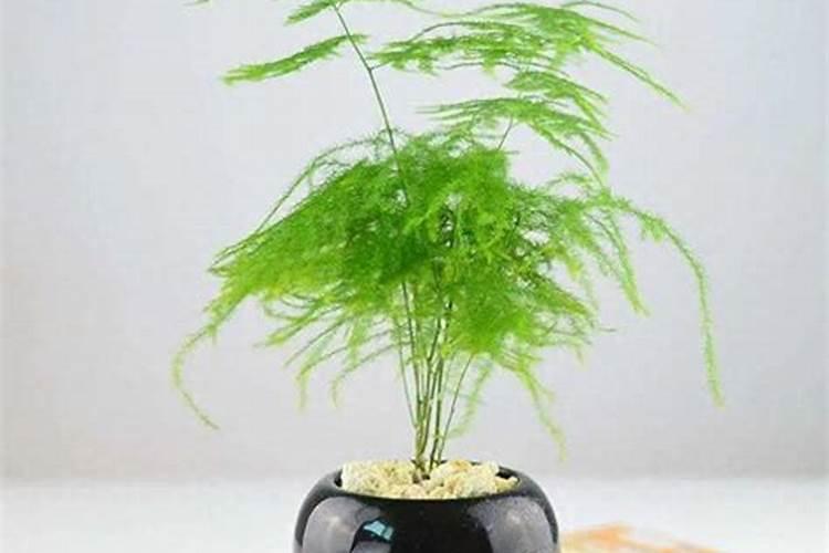 磷酸二氢钾可以浇文竹吗
