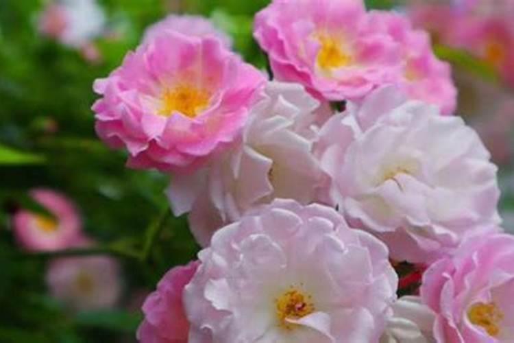 蔷薇花施肥施什么肥料