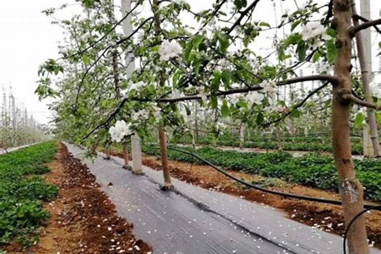 果树花期补硼、花后补钙,补错了果子当然长不好