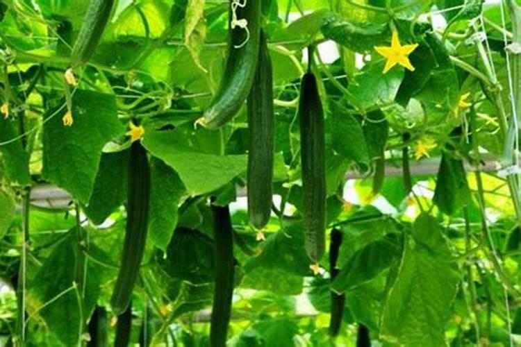 要想黄瓜口感好,冲什么样的肥料