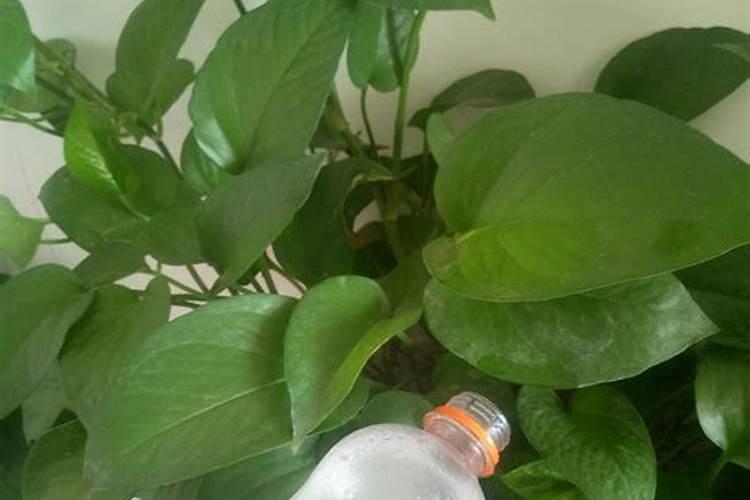 绿萝用什么肥料最好