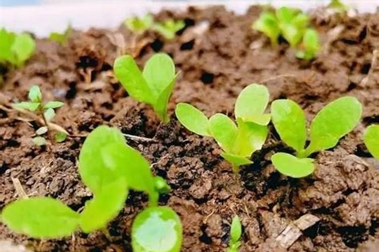 钾素肥料中钾含量的测定公式 钾肥中钾含量的测定方法