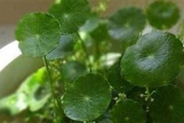 金钱草最好的肥料是什么？