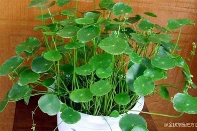 金钱草施肥方法