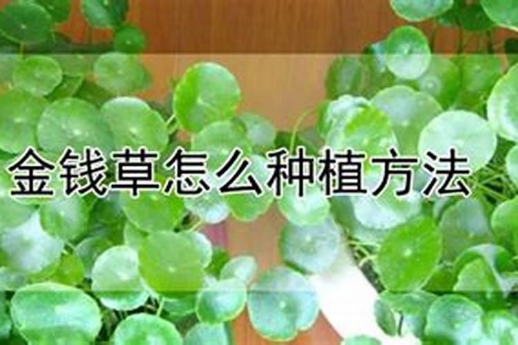 金钱草叶子蔫了怎么办