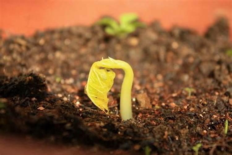 芸豆施什么肥长得最好 芸豆怎么施肥