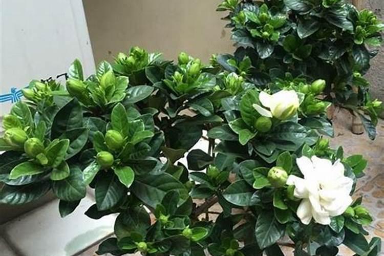 栀子花用什么药催花