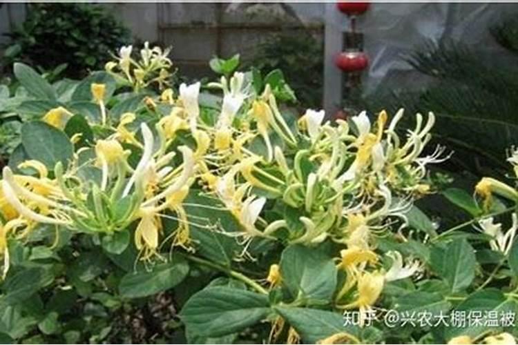 金银花浇头回水上多少肥料？