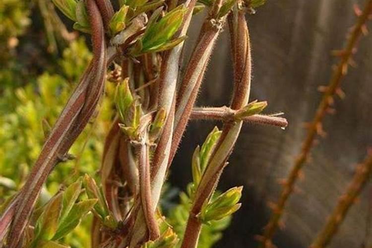 春季种金银花,该如何管理？