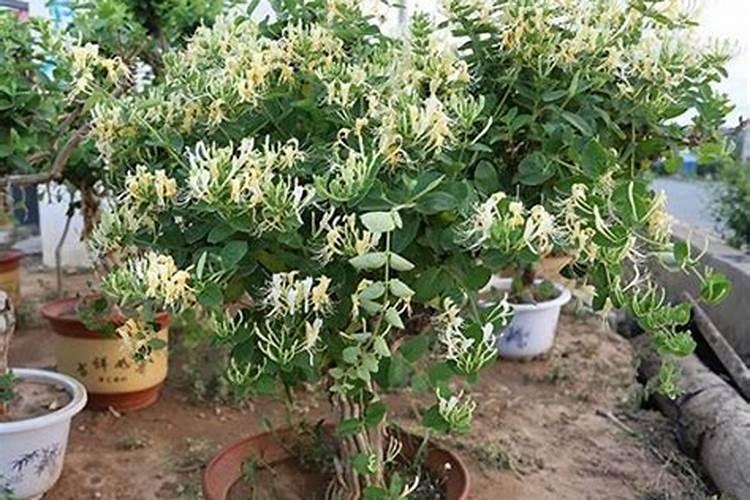 金银花用什么叶面肥好
