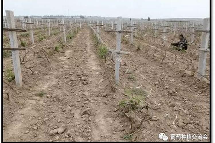种花用什么钾肥