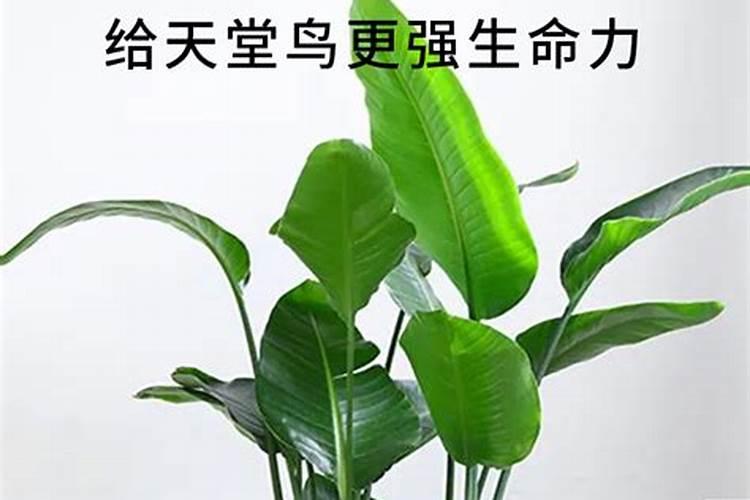 天堂鸟叶子黄了怎么办？