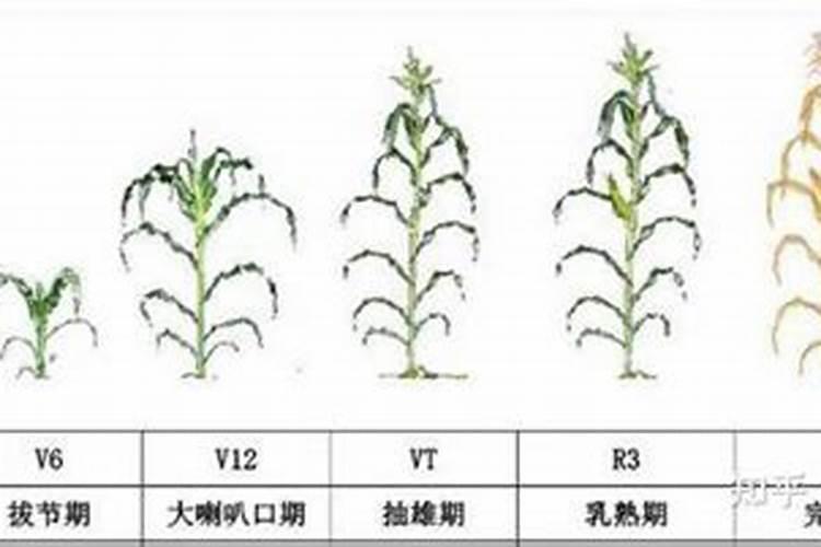 一亩玉米地该施多少肥料？