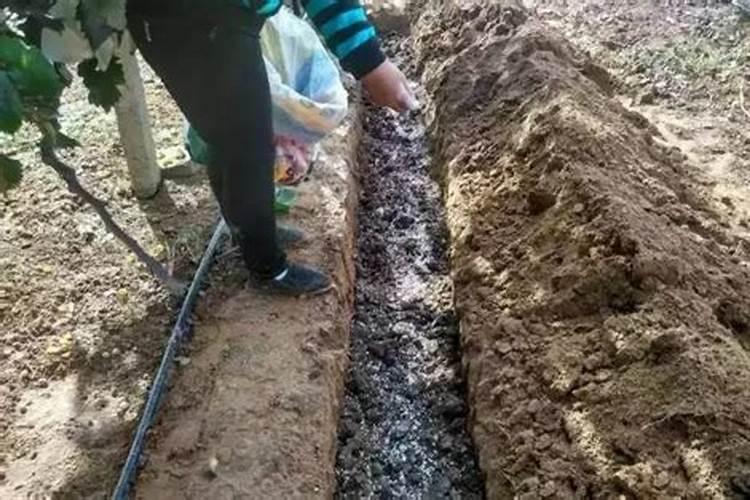 巨峰葡萄采摘后施什么肥料