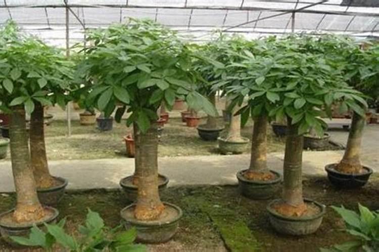 生姜怎么种植最好 技术
