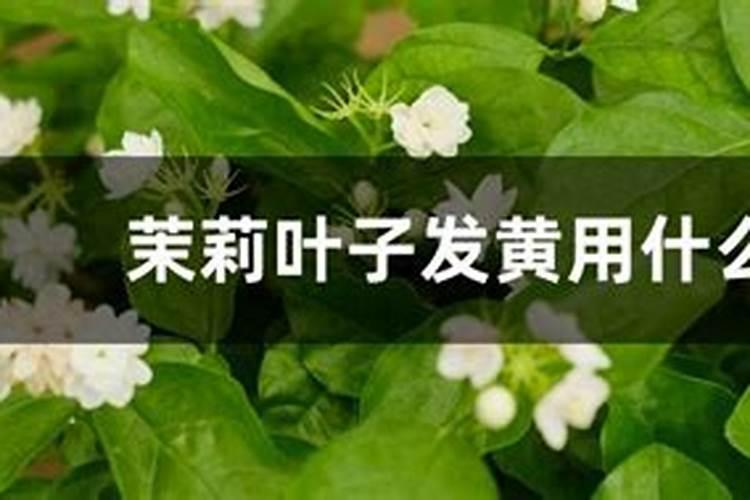 茉莉叶片发黄原因和处理方法