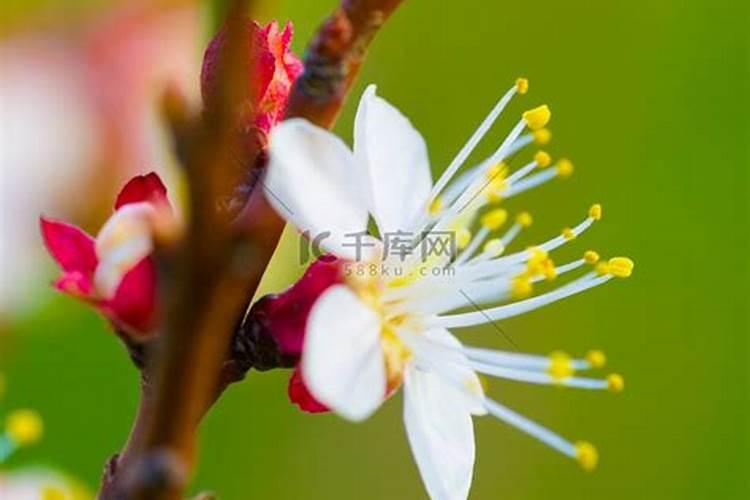 请问大家树莓应该施什么肥？谢谢