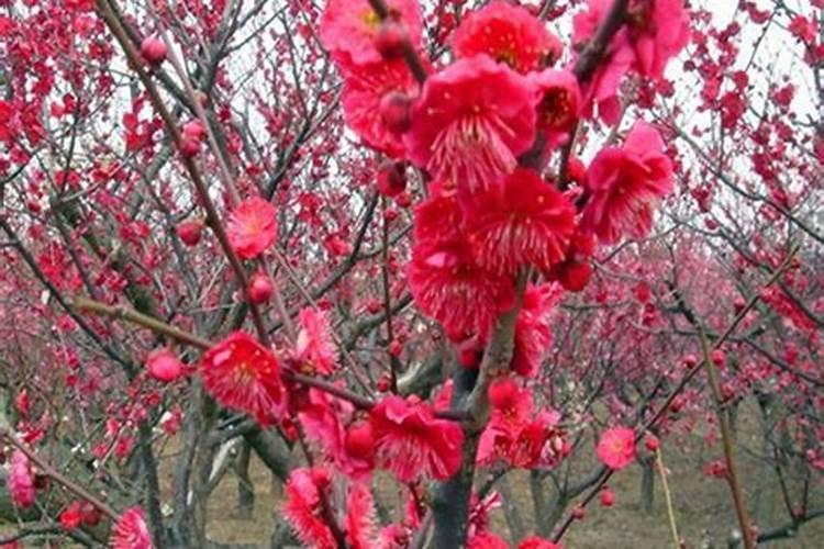 种树莓施什么肥