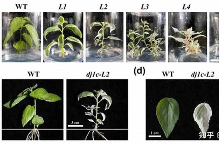 茶花施了磷肥,叶子开始发黄怎么办
