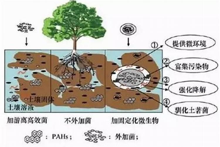麻子可以炒熟吃吗？