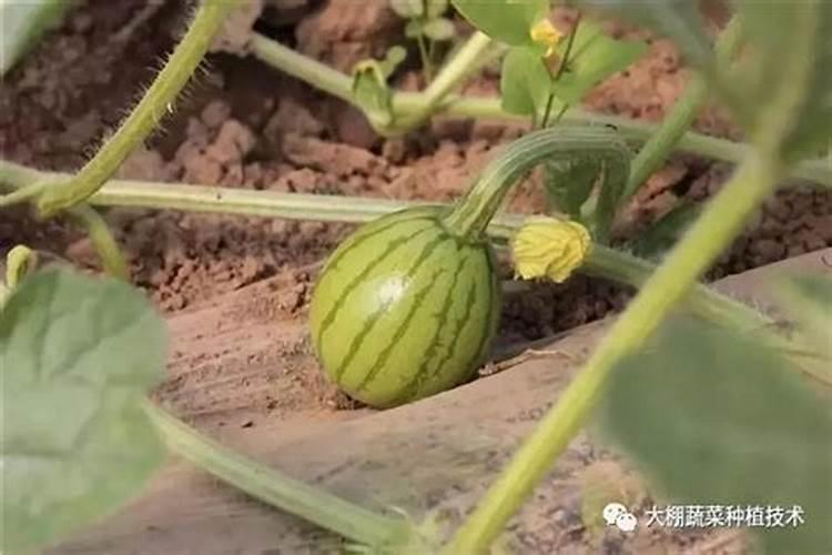 苦瓜追肥用什么肥料好