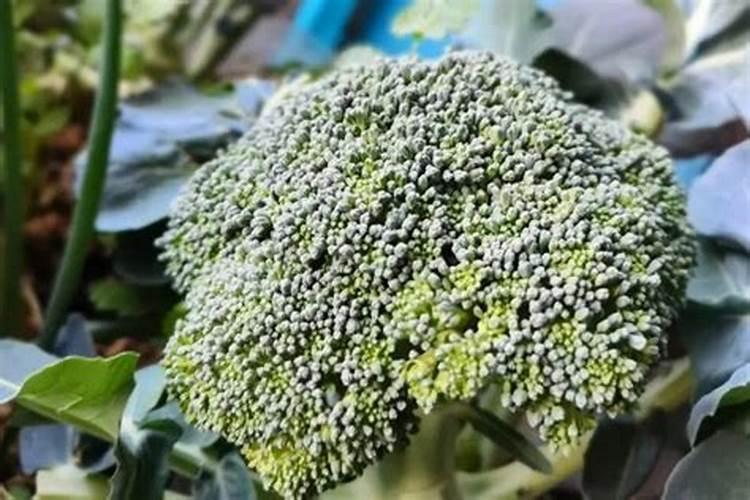 含磷高的肥料有哪些 对哪些作物有好处
