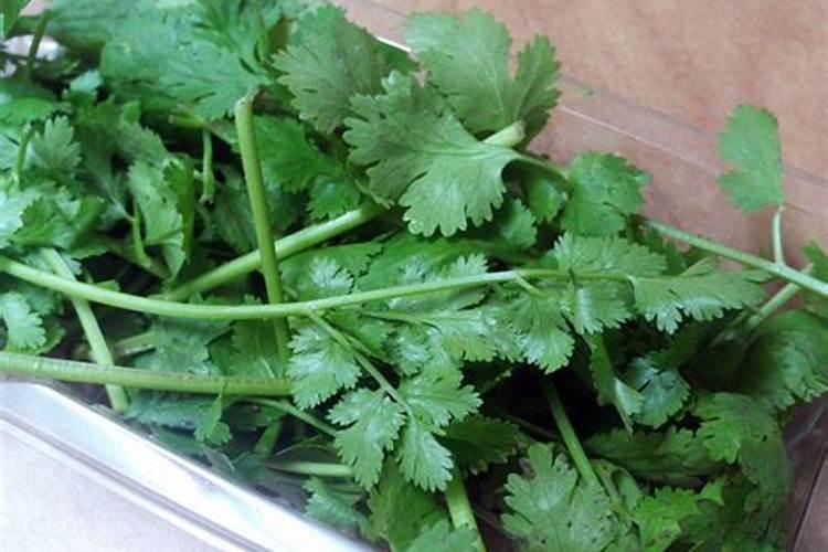 夏季香菜怎样防止抽苔