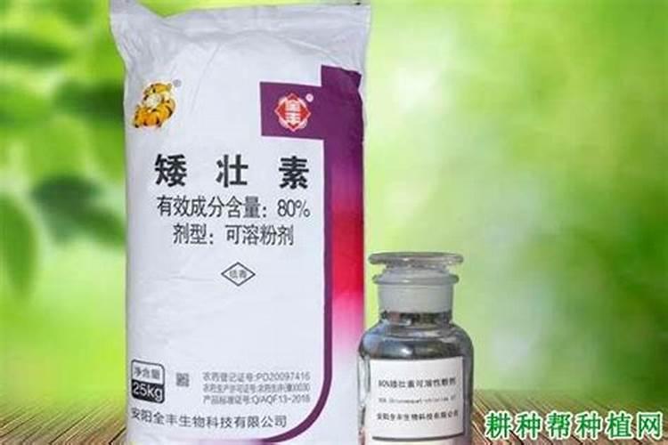 夏季香菜怎样防止抽苔