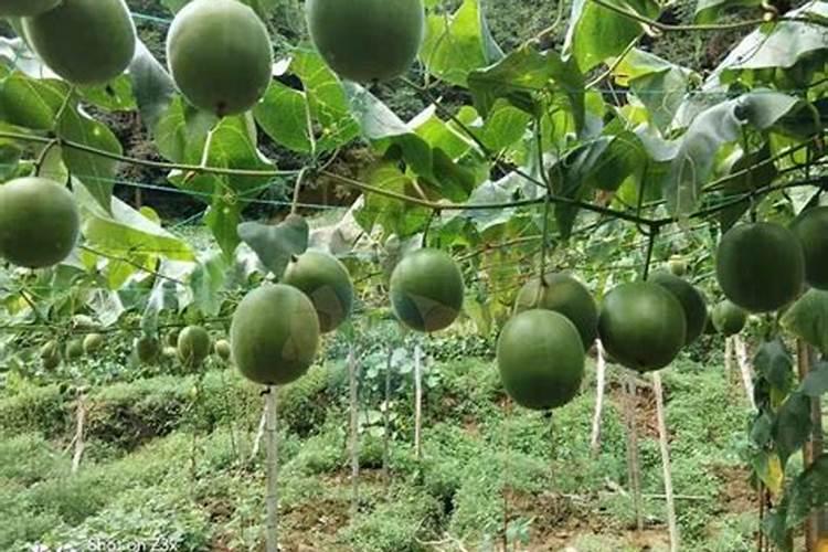魔芋种植要用什么肥料不会烂