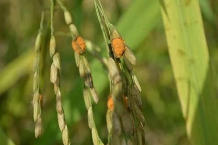 水稻僵苗的原因及解决方法