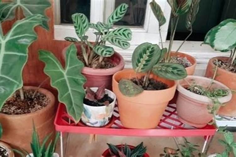 有什么化肥可以促进植物生根长叶？