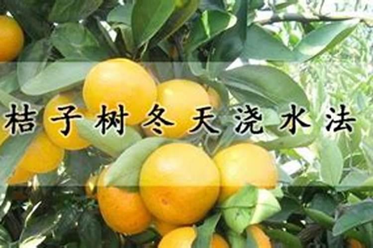 橘子树北方怎么过冬