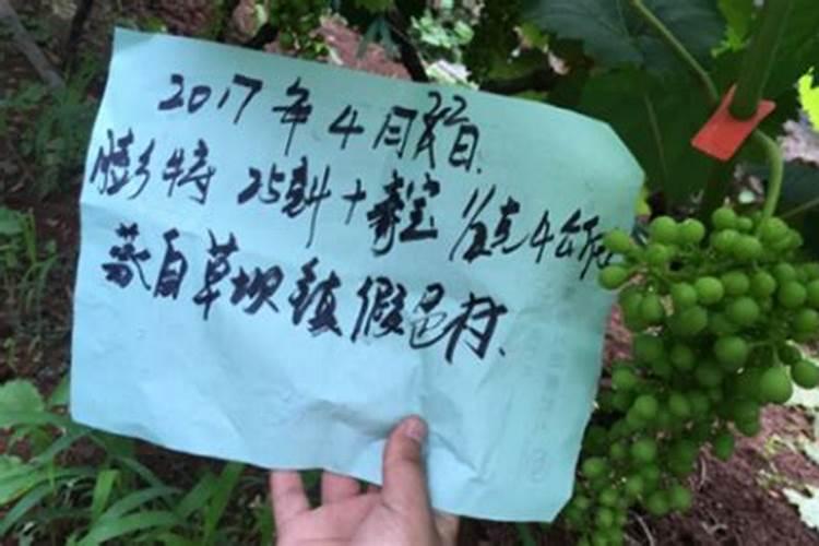 夏黑葡萄现在开始转色,粒子不是很大,请问转色后葡萄还可以长么？