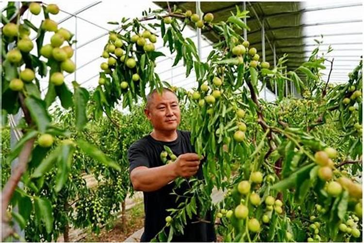 冬枣膨大期需要使用哪些肥料？