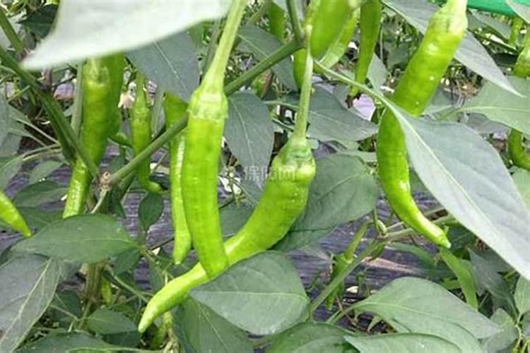 黄心玫瑰白菜是不是十字花科蔬菜？