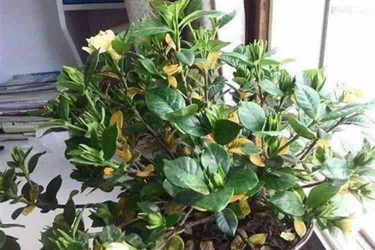 盆栽栀子花怎么施肥