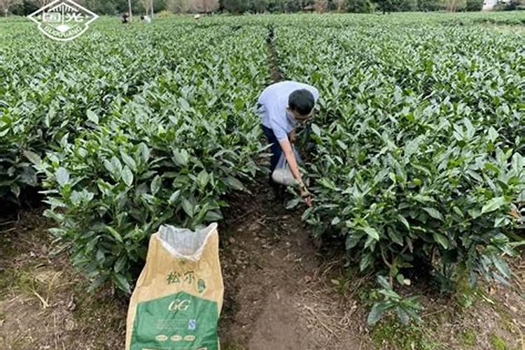 叶面肥加芸苔素可以喷茶叶吗？