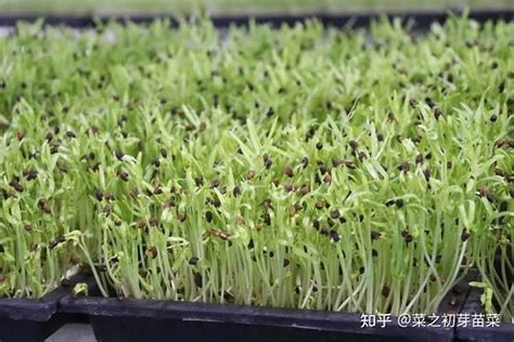 如何种植芽苗菜