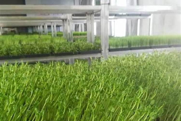 红油香椿芽苗菜种植技术