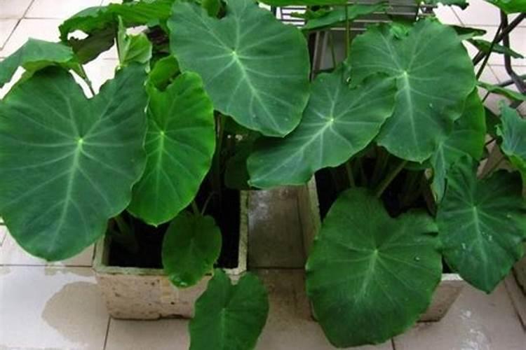 芋头施肥有禁忌,有哪些肥料不适合给芋头使用？
