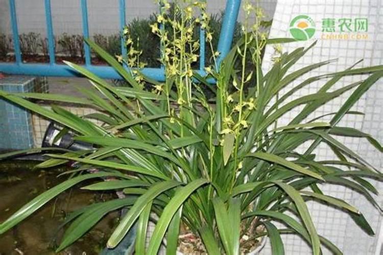 墨兰发芽期怎样养护