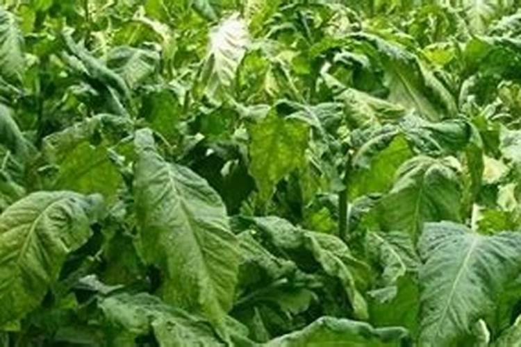 一亩烤烟用多少钾肥 什么时候施钾肥好
